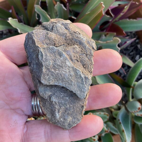 Trilobite Fossil - Image 4