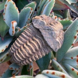 Trilobite Fossil
