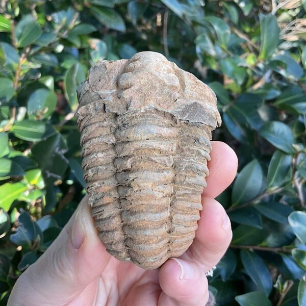 Trilobite Fossil