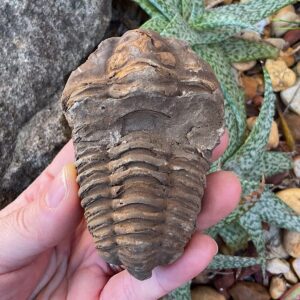 Trilobite Fossil