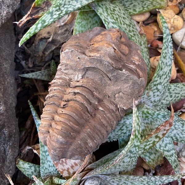 Trilobite Fossil - Image 2