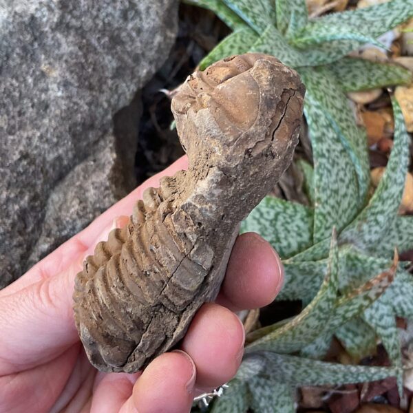 Trilobite Fossil - Image 3