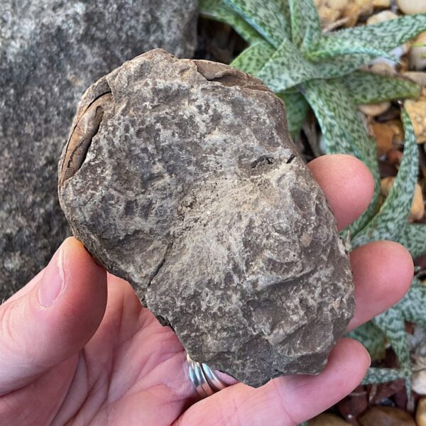 Trilobite Fossil - Image 4
