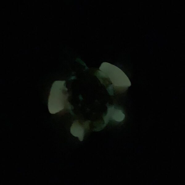 Glow in the Dark Turtle on Zebra Stone - Image 4