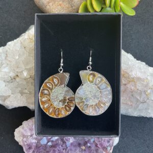 Ammonite Fossil Earings
