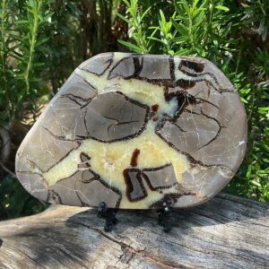 Septarian Slab