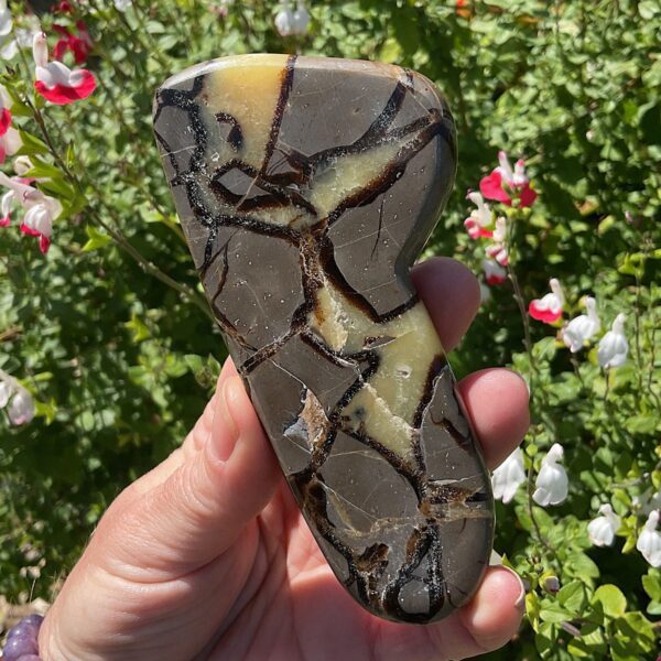 Septarian Slab - Image 3