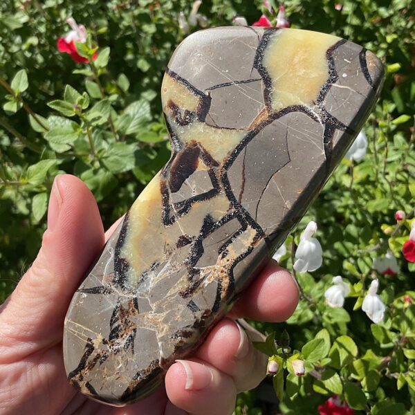 Septarian Slab - Image 4