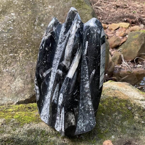 Orthoceras Fossil Tower - Image 2