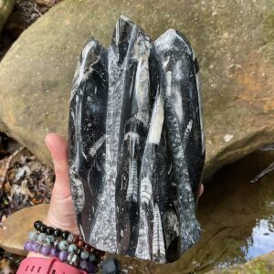 Orthoceras Fossil Tower