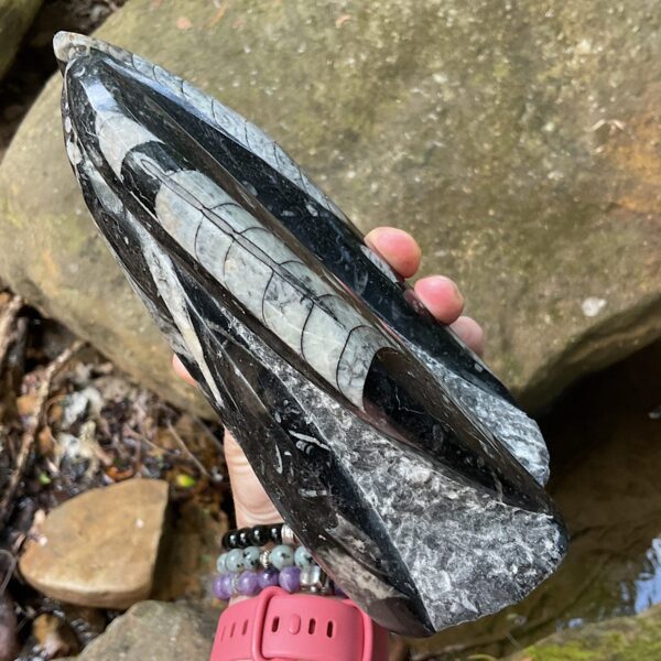 Orthoceras Fossil Tower - Image 3