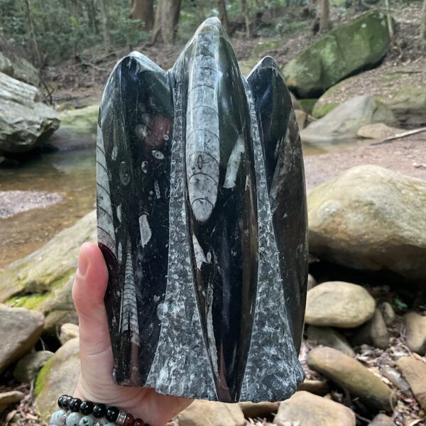 Orthoceras Fossil Tower - Image 4