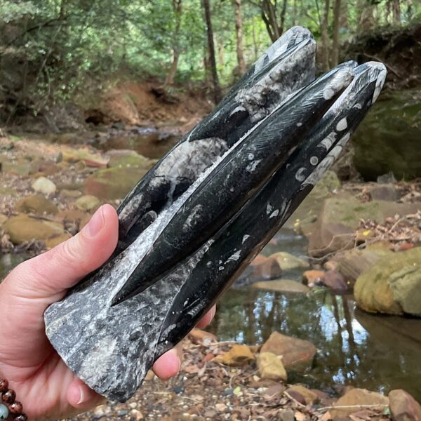 Orthoceras Fossil Tower - Image 2