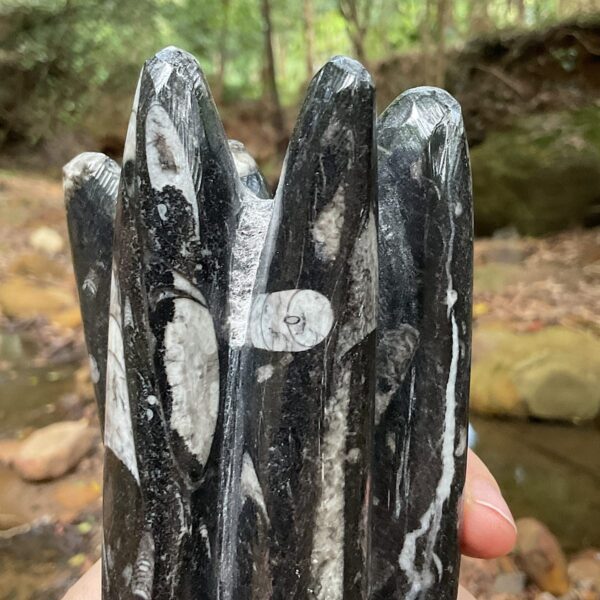Orthoceras Fossil Tower - Image 3