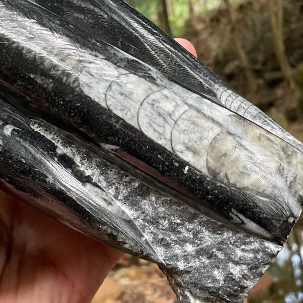 Orthoceras Fossil Tower - Image 4