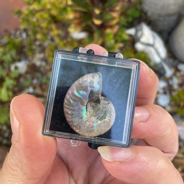 Ammonite Fossil in Case - Image 3