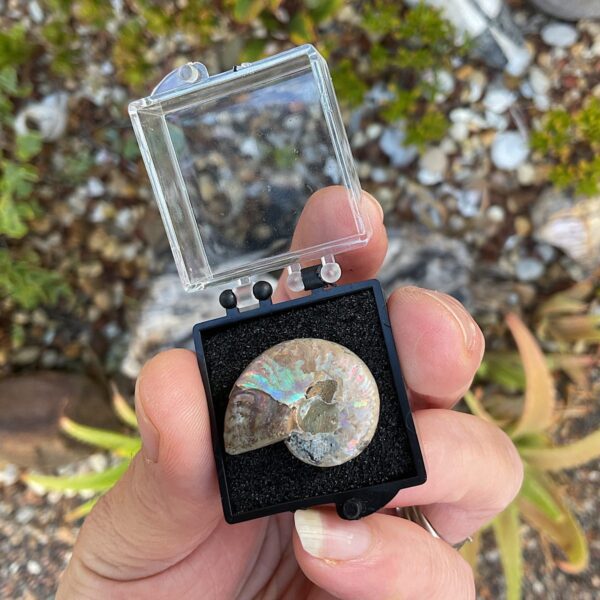 Ammonite fossil has beautiful opalisation