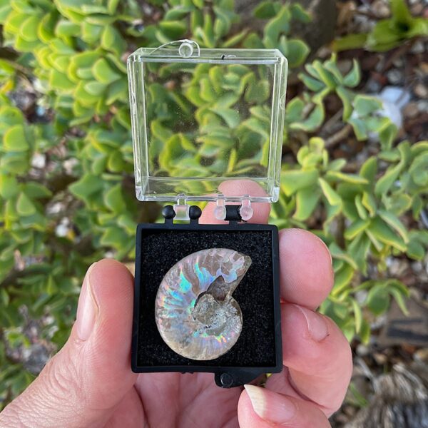 This Ammonite fossil has beautiful opalisation on the outer shell which shines in Iridescence of  blue, purple and red. Comes in a display case. 