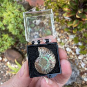 Ammonite fossil has beautiful opalisation