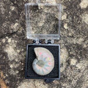 Ammonite fossil has beautiful Iridescence