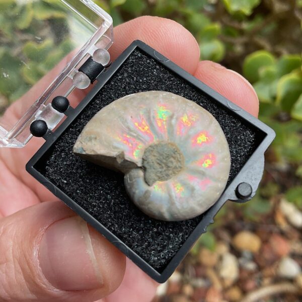 Ammonite fossil