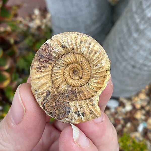 Perisphinctes Ammonite fossil