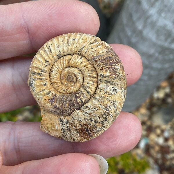 Perisphinctes Ammonite Fossil - Image 2