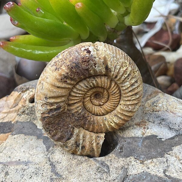 Perisphinctes Ammonite Fossil - Image 3