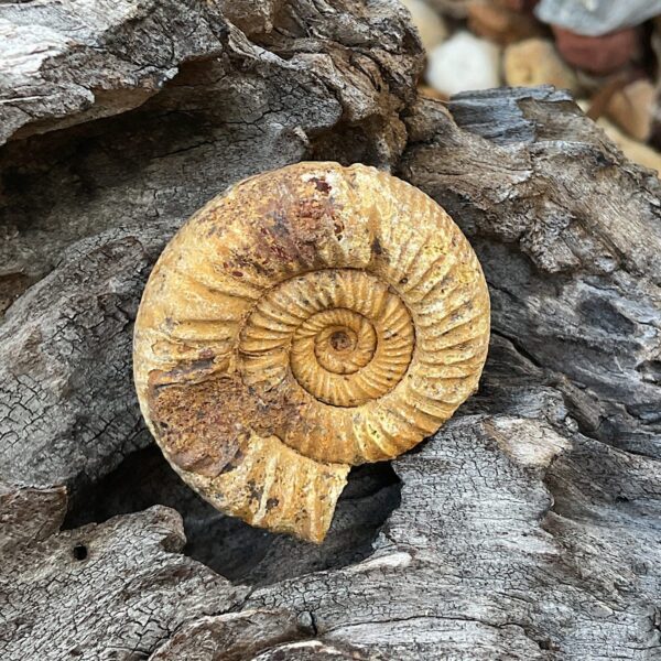 Perisphinctes Ammonite Fossil - Image 4