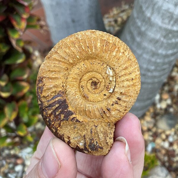 Perisphinctes Ammonite