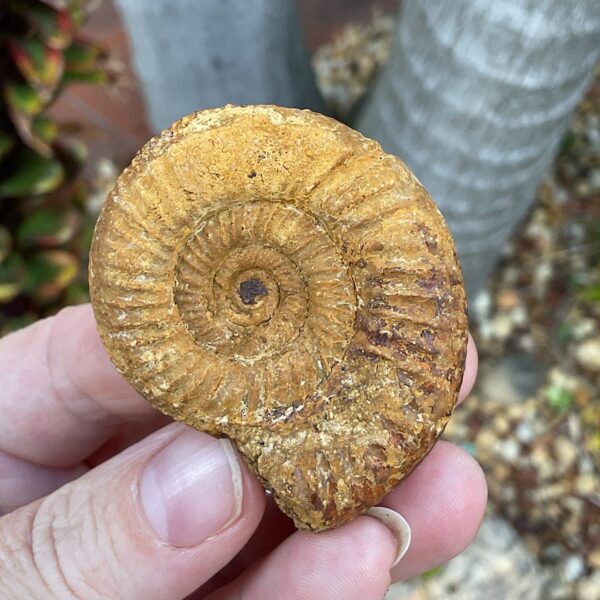 Perisphinctes Ammonite Fossil - Image 2