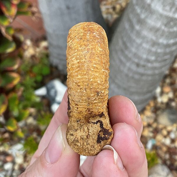 Perisphinctes Ammonite Fossil - Image 3