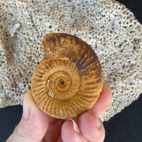 Perisphinctes Ammonite Fossil - Image 2