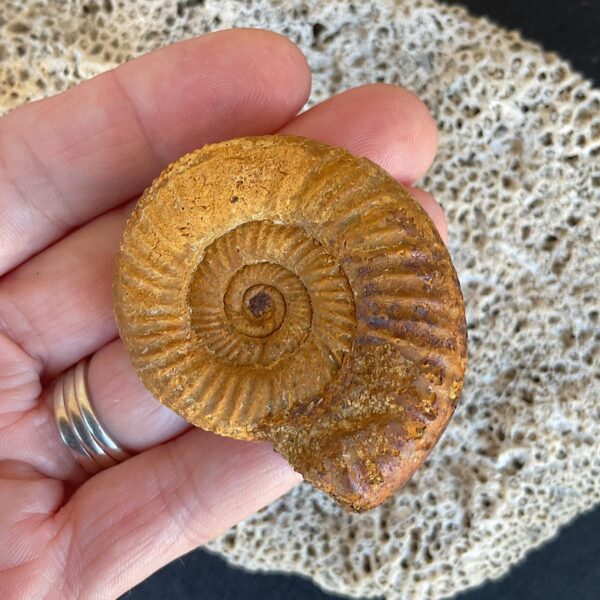 Perisphinctes Ammonite Fossil - Image 3
