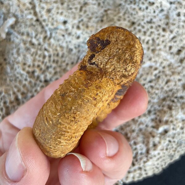 Perisphinctes Ammonite Fossil - Image 4