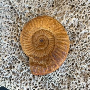 Perisphinctes Ammonite Fossil