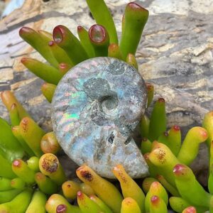 Opalised Ammonite Fossil
