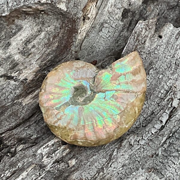 Opalescent Ammonite Fossil - Image 2