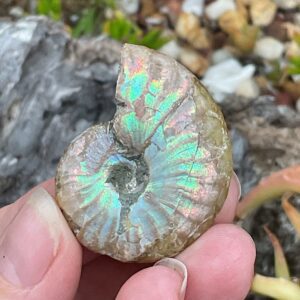 Opalescent Ammonite Fossil