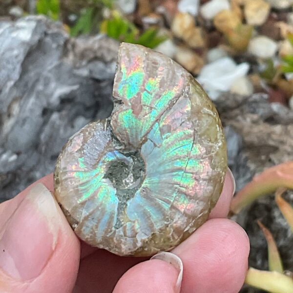 Opalescent Ammonite Fossil