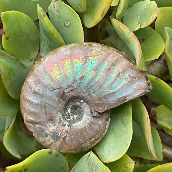 Opalescent Ammonite Fossil - Image 3
