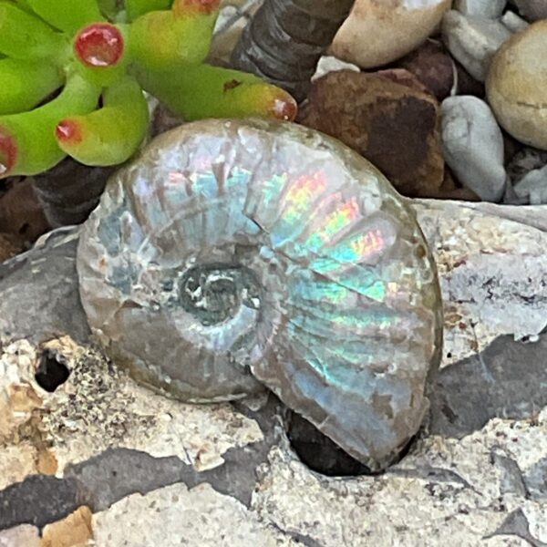 Opalescent Ammonite Fossil - Image 4