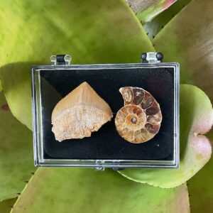 Fossil Collection Case