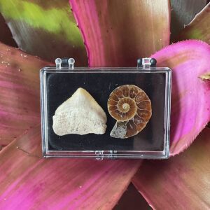 Fossil Collection Case