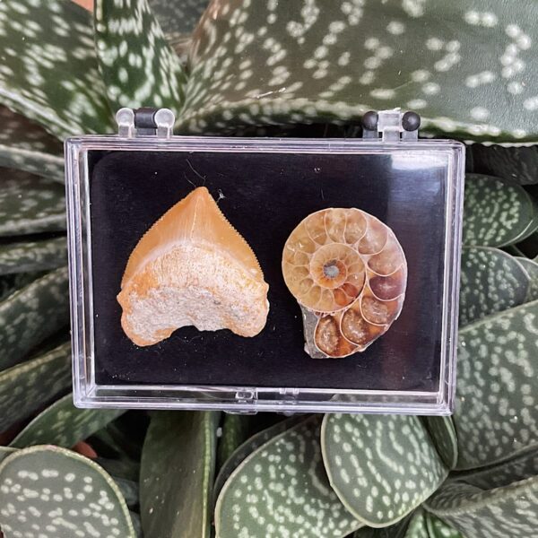 Fossil Collection Case