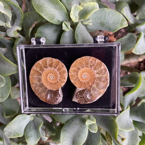 Pair of Ammonite