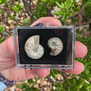 Ammonite Collection Case
