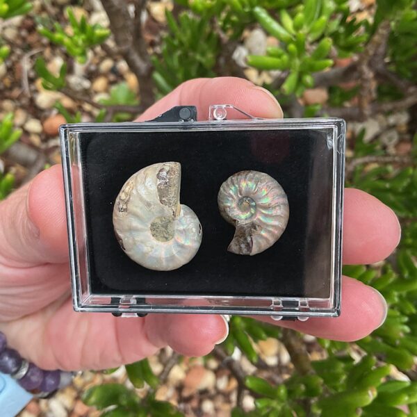 Ammonite Collection Case
