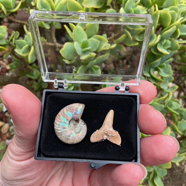 Fossil Collection Case