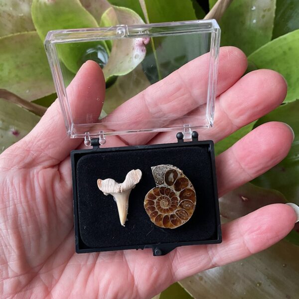 Fossil Collection Case